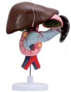 十二指腸、胰、脾解剖模型