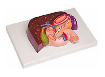 肝、胰、脾、十二指腸、胃模型